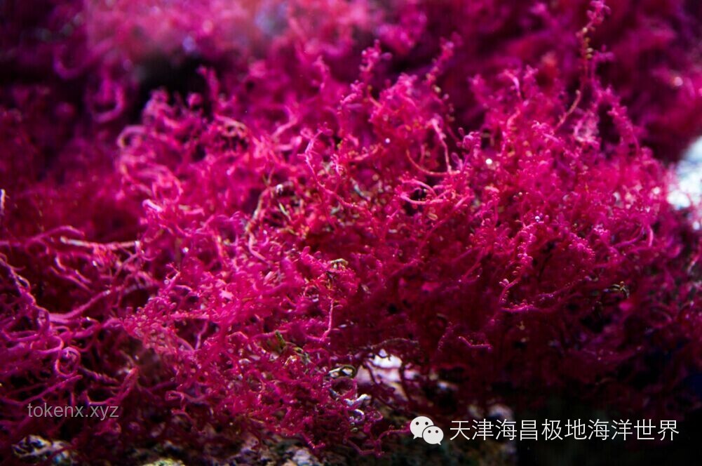 海百合：一朵自由绽放的海洋奇葩，探索未来趋势